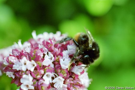 Hummel auf Dost