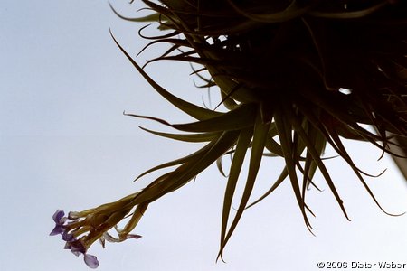 Tillandsia bergeri gegen den Himmel