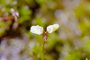 Wasserschlauch-Blüte (Utricularia)