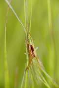 Spinne auf Grashalmen