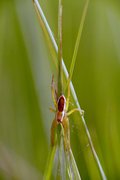 Spinne auf Grashalmen