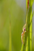 Spinne auf Grashalmen