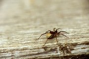 Spinne mit Eiballen