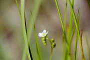 Sonnentau-Blüte (Drosera rotundifolia)