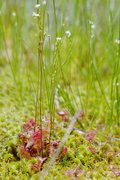 Sonnentau (Drosera rotundifolia)