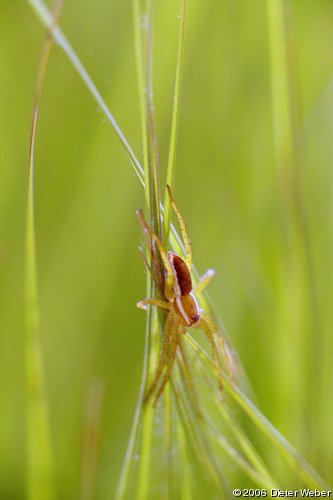 Spinne auf Grashalmen