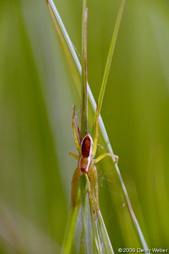 Spinne auf Grashalmen