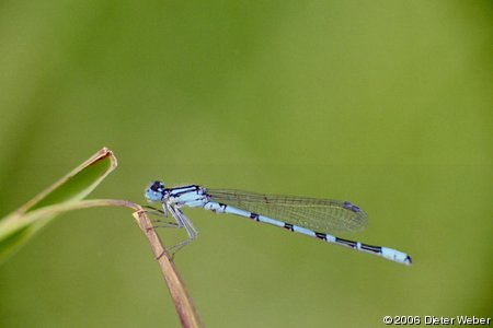 Azurjungfer