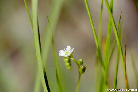 Sonnentau-Blüte (Drosera rotundifolia)