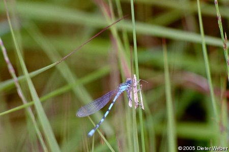 Libelle