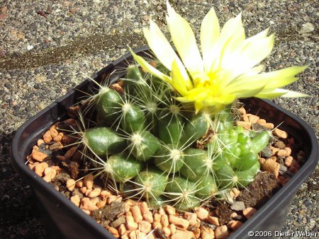 Mammillaria longimamma oder Mammillaria sphaerica