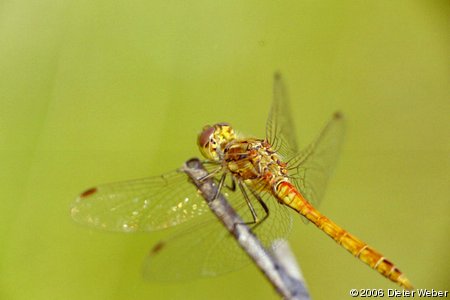 Libelle auf einem Ästchen