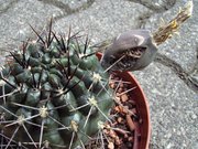 Gymnocalycium gibbosum (?)