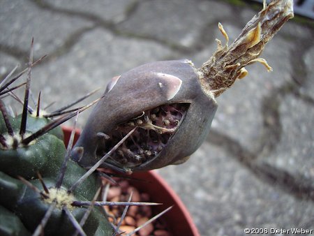 Frucht von Gymnocalycium gibbosum (?)