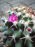 Mammillaria polythele