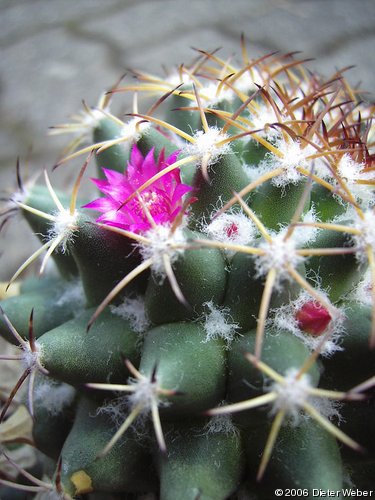 Mammillaria polythele