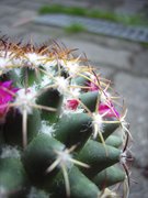 Mammillaria polythele