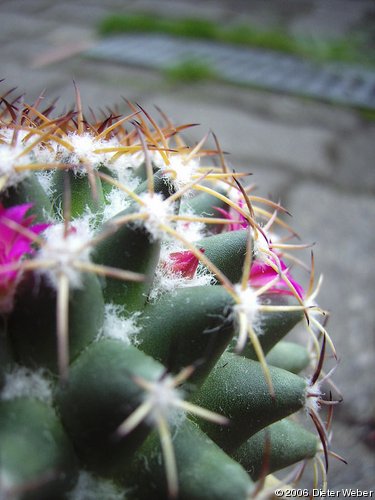 Mammillaria polythele