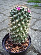 Mammillaria polythele