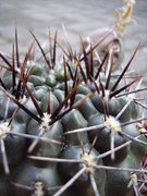 Gymnocalycium gibbosum (?)