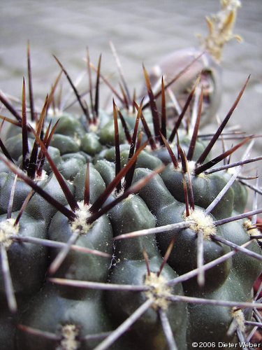 Gymnocalycium gibbosum (?)