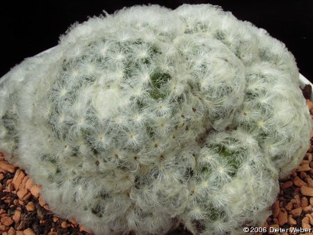 Mammillaria plumosa