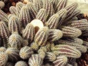 Echinopsis chamaecereus