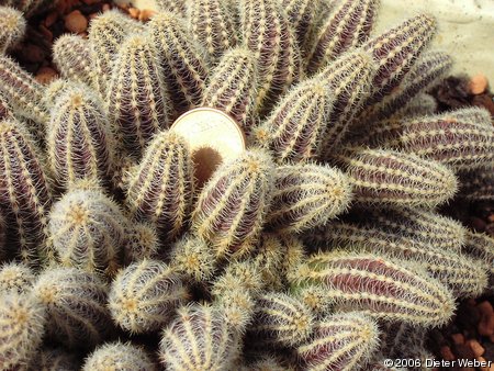 Echinopsis chamaecereus