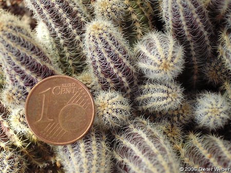 Echinopsis chamaecereus - Detailansicht