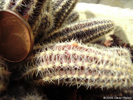 Echinopsis chamaecereus