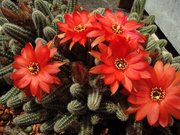 Echinopsis chamaecereus