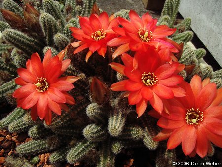 Echinopsis chamaecereus