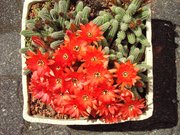 Echinopsis chamaecereus