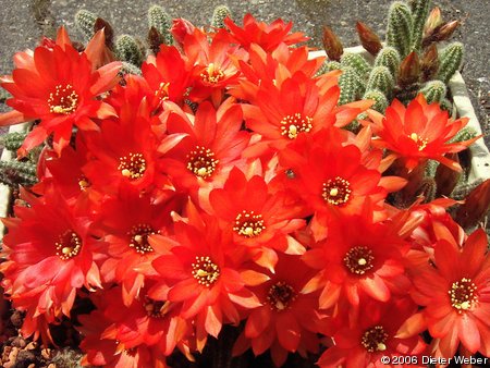 Echinopsis chamaecereus