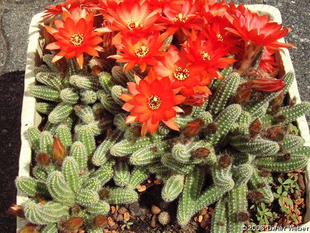 Echinopsis chamaecereus