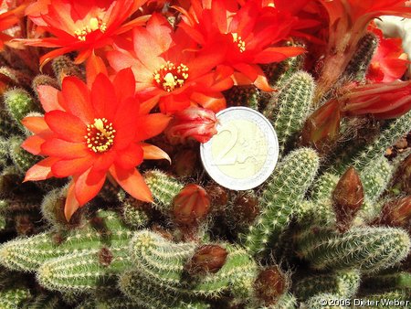 Echinopsis chamaecereus