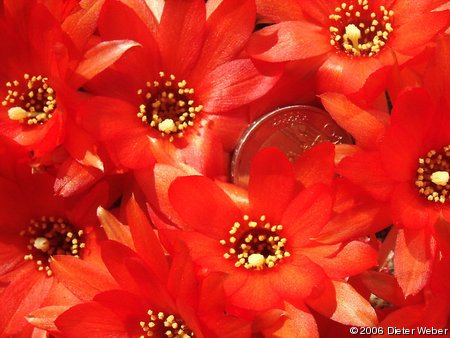 Echinopsis chamaecereus