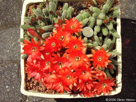 Echinopsis chamaecereus