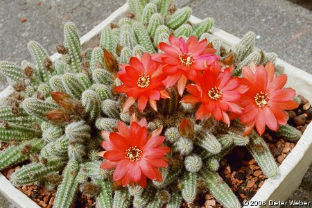 Echinopsis chamaecereus