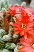 Echinopsis chamaecereus