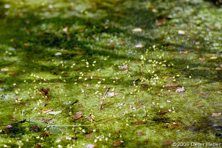 Wasserschlauch (Utricularia)