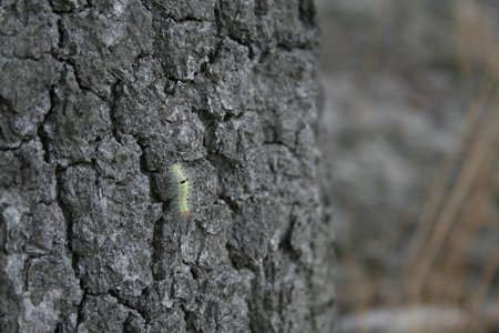 Raupe auf Baum