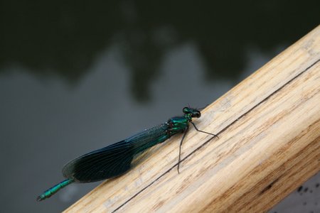 Libelle auf Boot