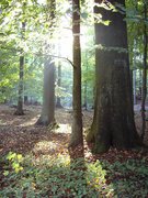 Buchenwald im Gegenlicht