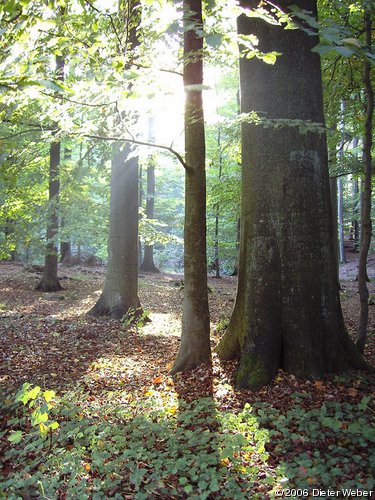 Buchenwald im Gegenlicht