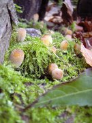Pilze