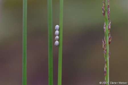 Insekteneier an Grashalm