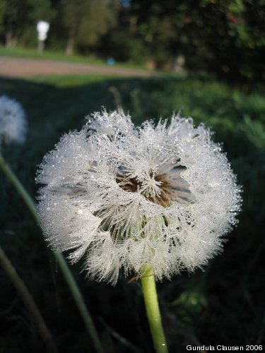 Löwenzahn mit Tau in der Morgensonne