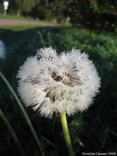 Löwenzahn mit Tau in der Morgensonne