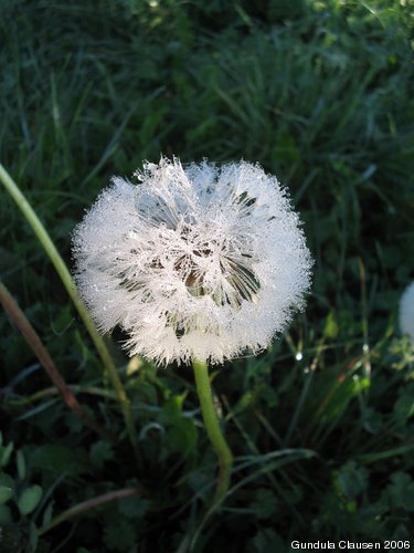 Löwenzahn mit Tau in der Morgensonne